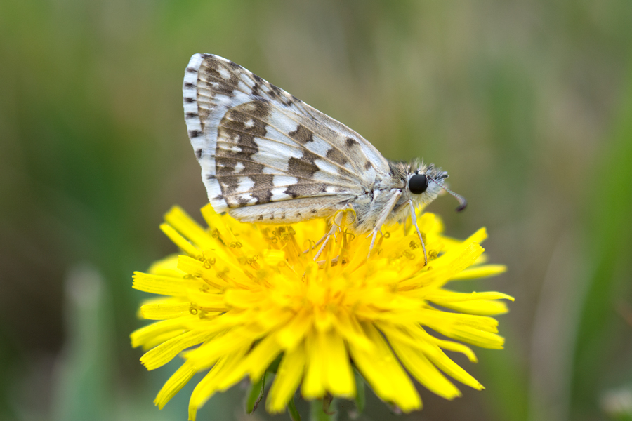 Burnsius albezens - White Checkered-Skipper