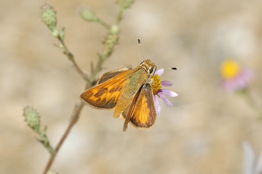 Ochlodes sylvanoides sylvanoides - Woodland Skipper