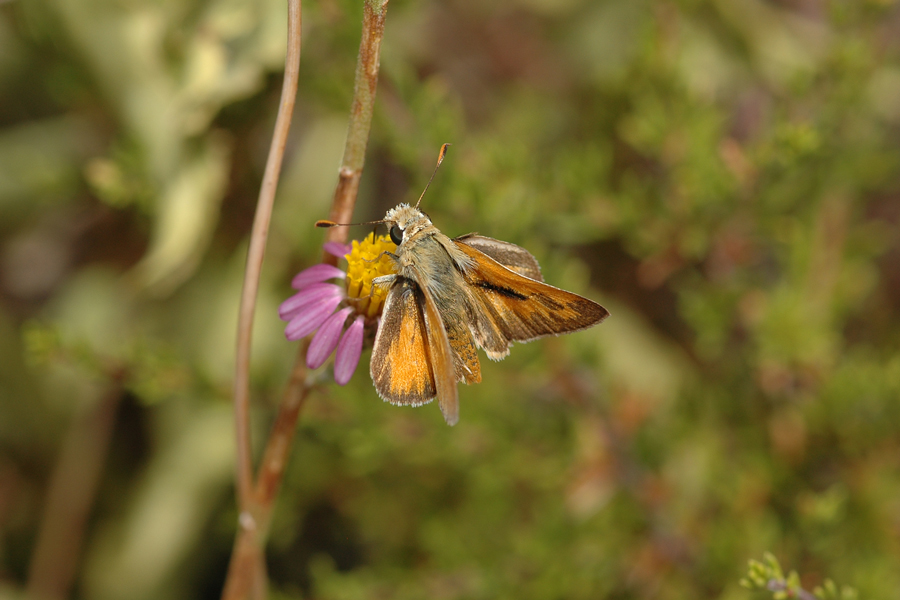 Ochlodes sylvanoides sylvanoides - Woodland Skipper