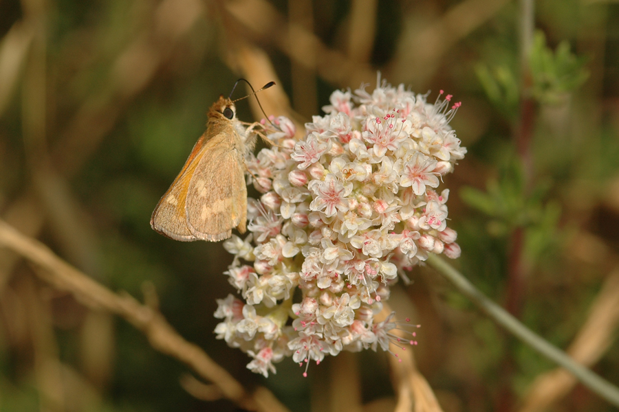 Ochlodes sylvanoides sylvanoides - Woodland Skipper