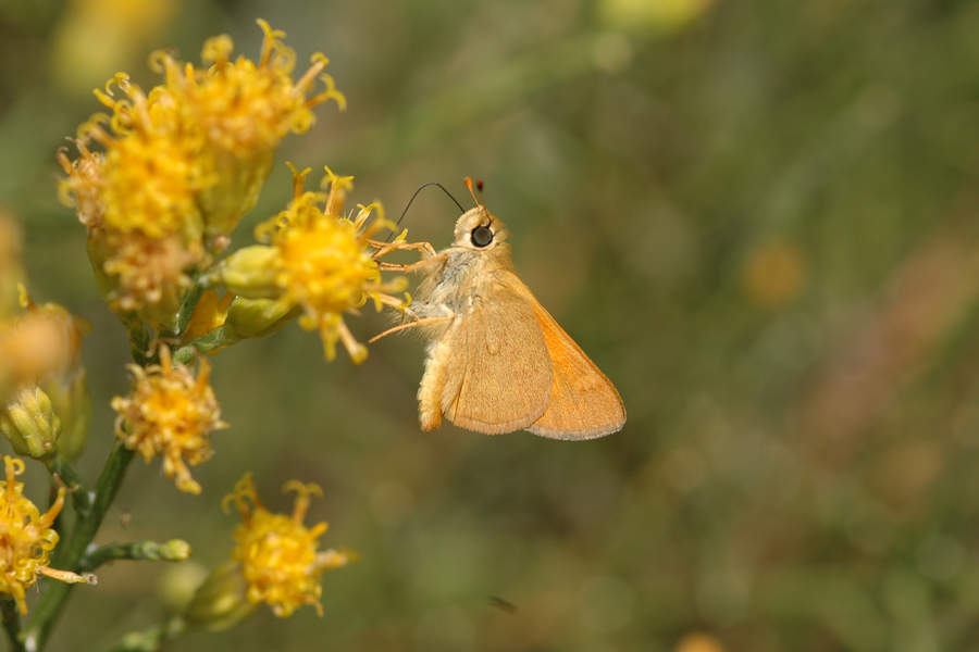 Ochlodes sylvanoides sylvanoides - Woodland Skipper