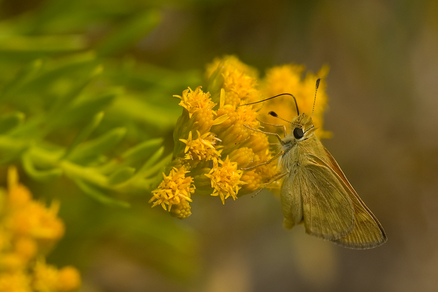 Ochlodes sylvanoides sylvanoides - Woodland Skipper