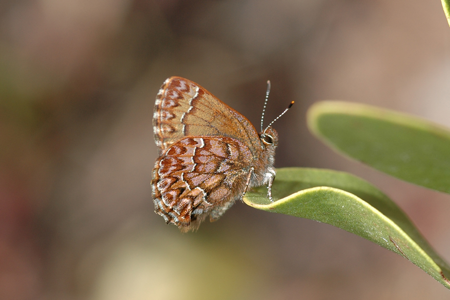 Callophrys eryphon - Western Pine Elfin