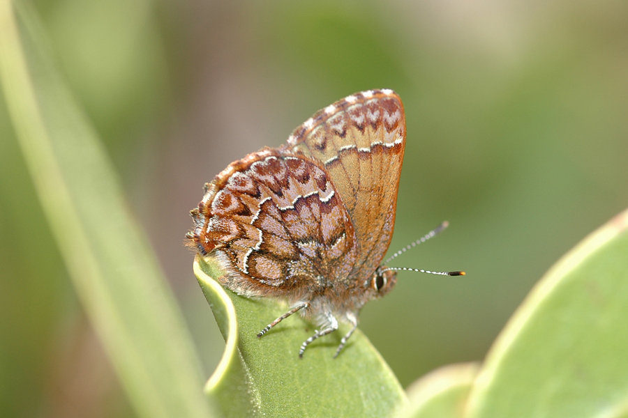 Callophrys eryphon - Western Pine Elfin