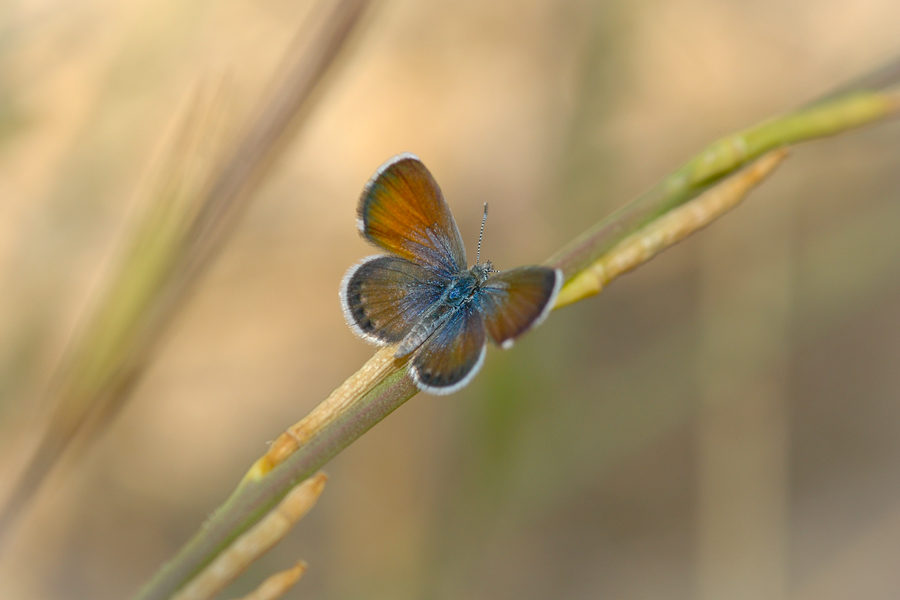 Brephidium exilis - Western Pygmy Blue