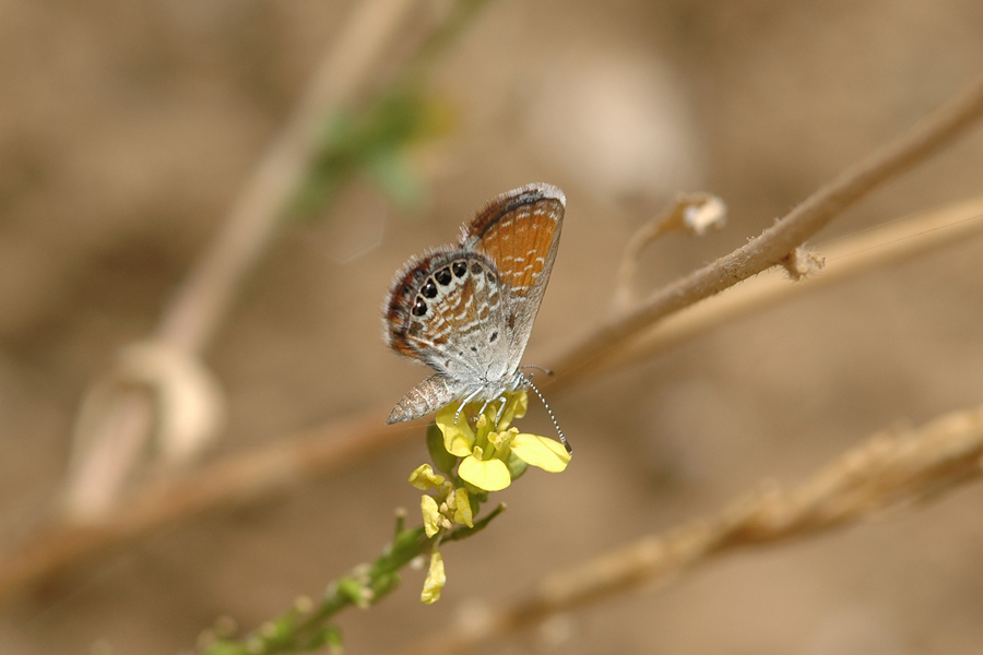 Brephidium exilis - Western Pygmy Blue