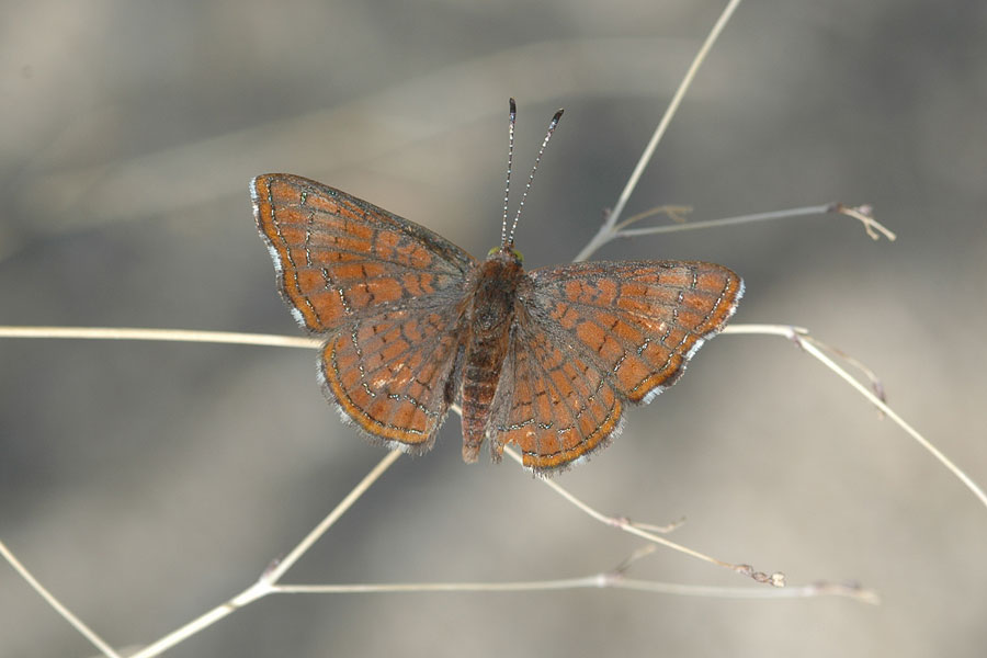 Calephelis wrighti - Wright's Metalmark