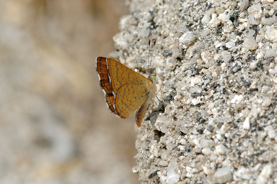 Calephelis wrighti - Wright's Metalmark