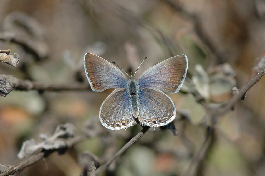 Everes amyntula amyntula - Western Tailed-Blue