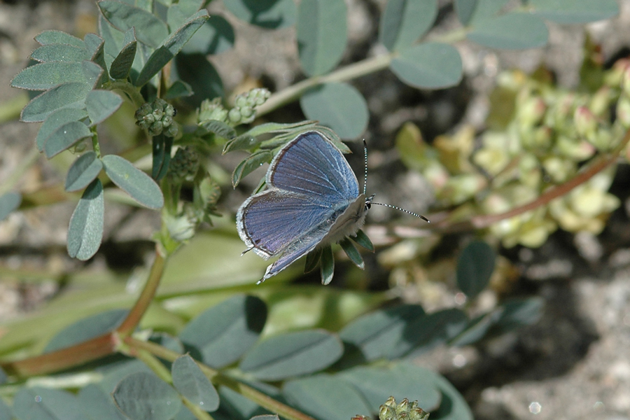Everes amyntula amyntula - Western Tailed-Blue