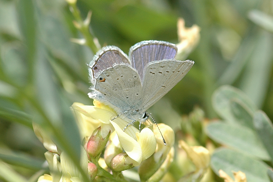 Everes amyntula amyntula - Western Tailed-Blue