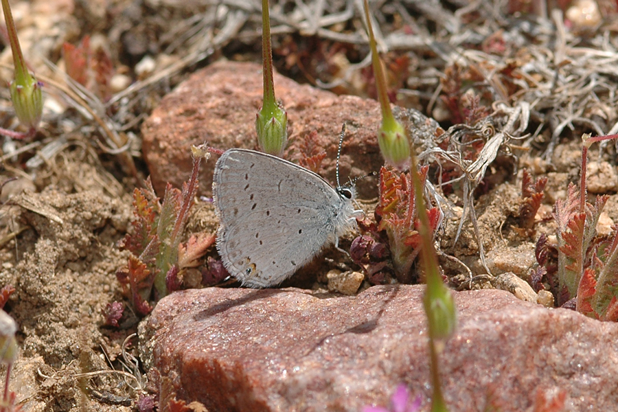 Everes amyntula amyntula - Western Tailed-Blue