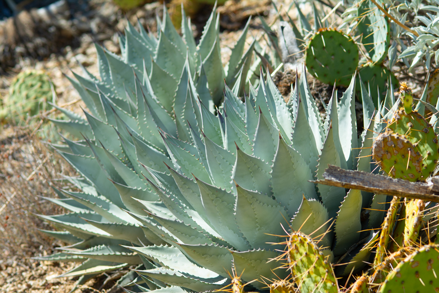 Desert Agave - Agave deserti