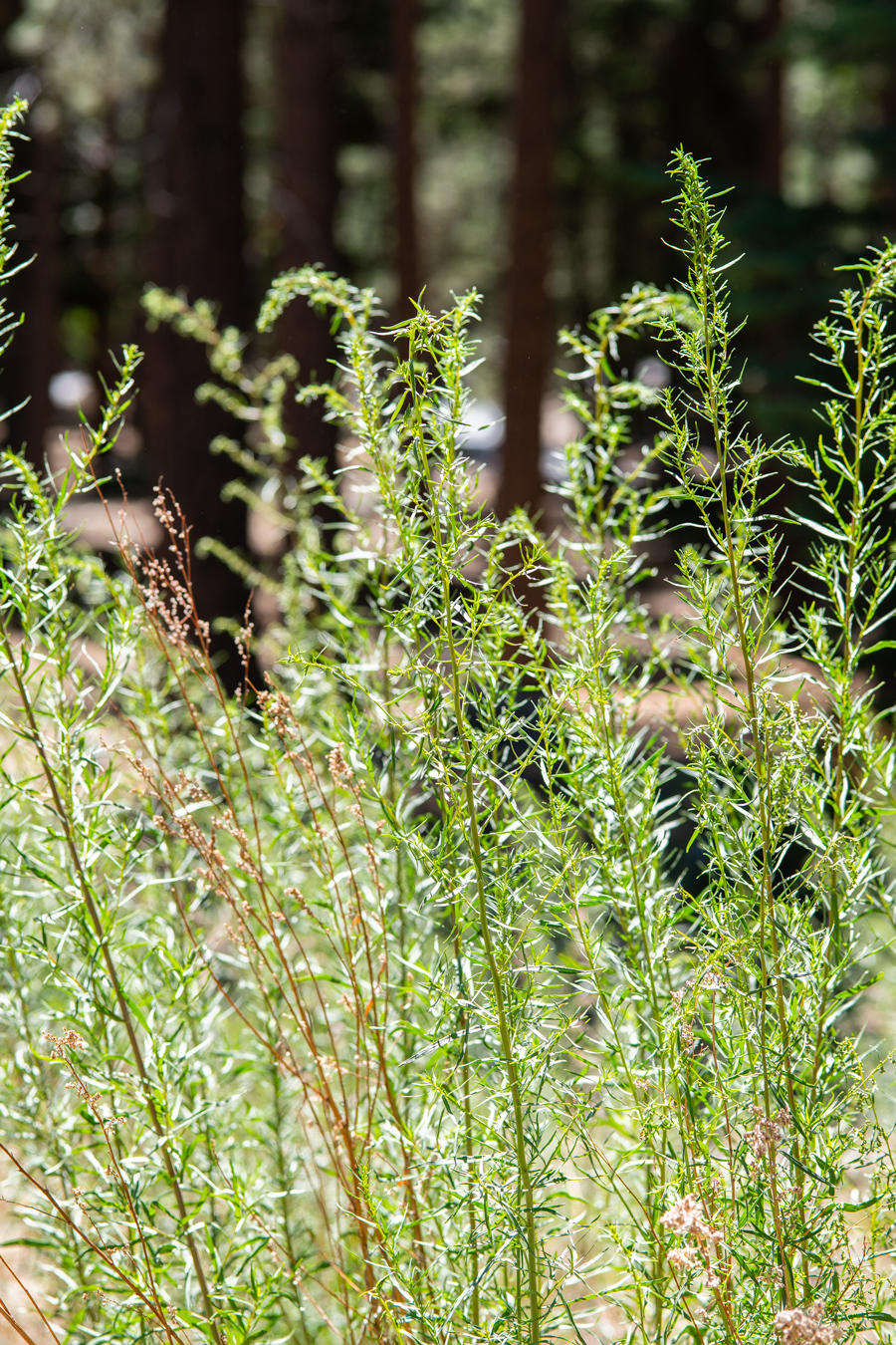 Artemisia dracunculus, food plant of Baird's Swallowtail - Papilio bairdii