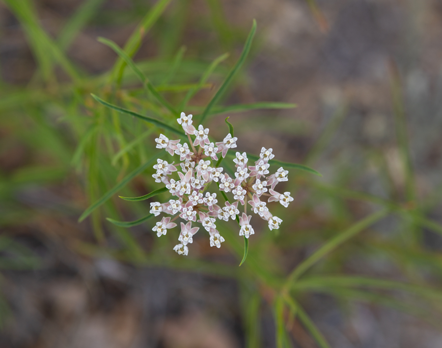 Asclepias fascicularis, larval food plant of the Monarch butterfly