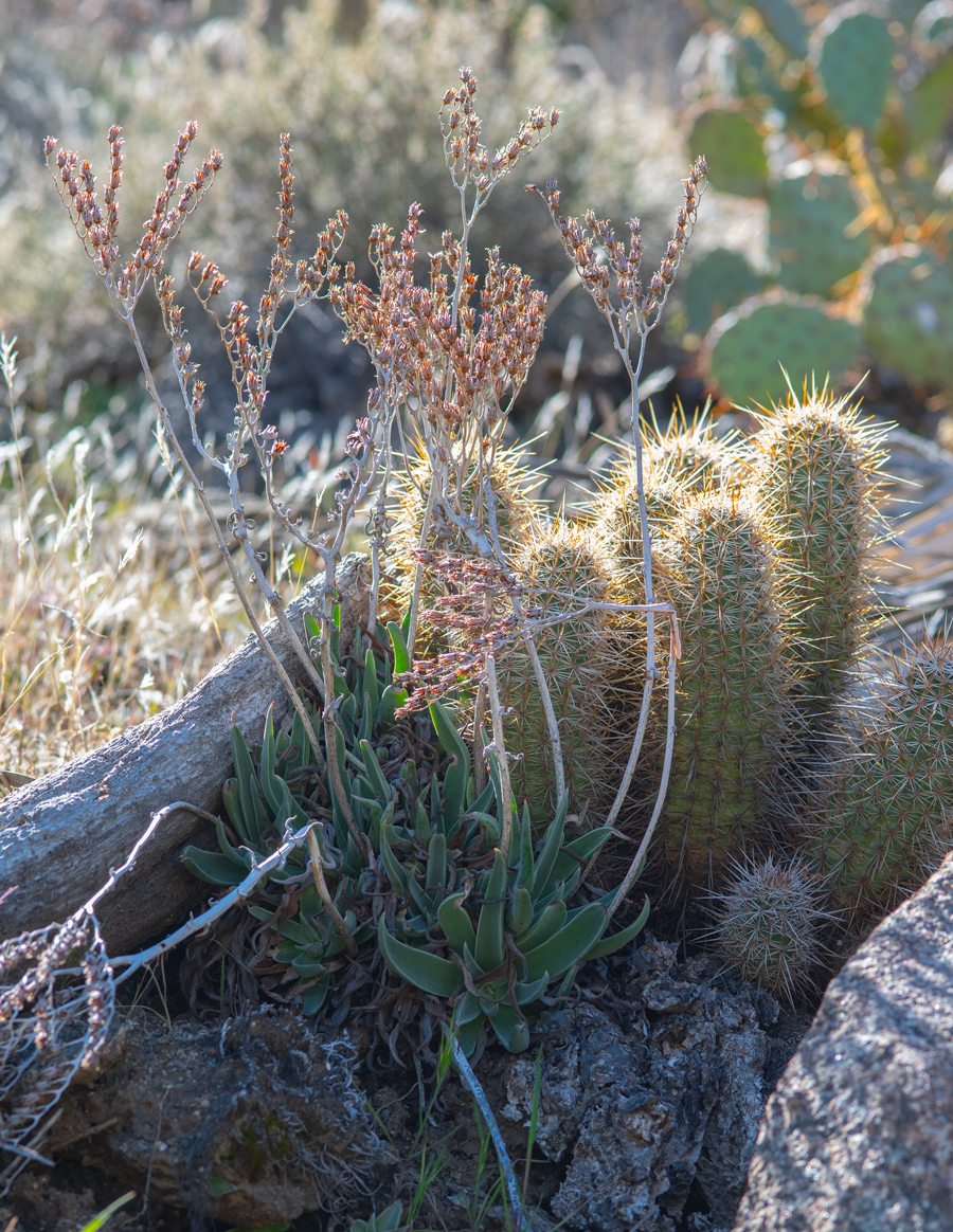 Dudleya saxosa, a succulent food plant for the Sonoran blue from Cactus Spring Trail