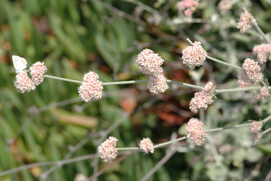 Eriogonum cinereum - Ashyleaf Buckwheat