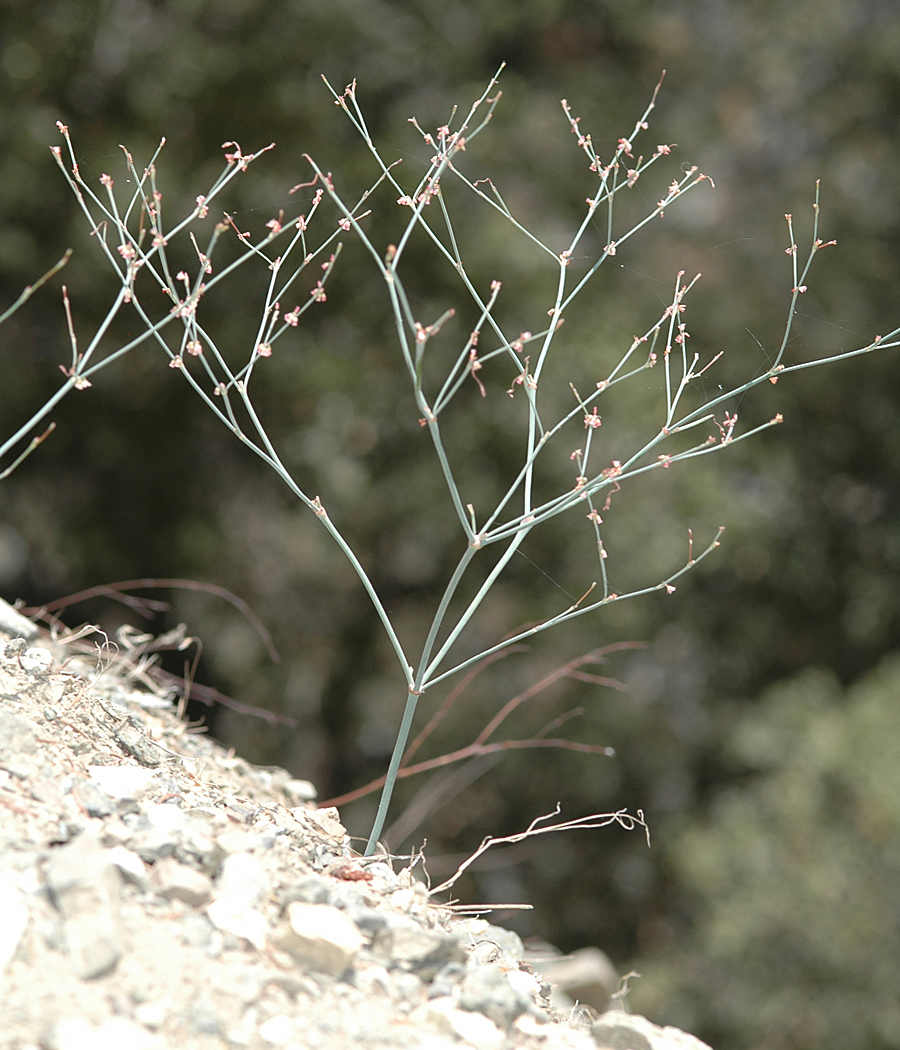 Eriogonum davidsoni