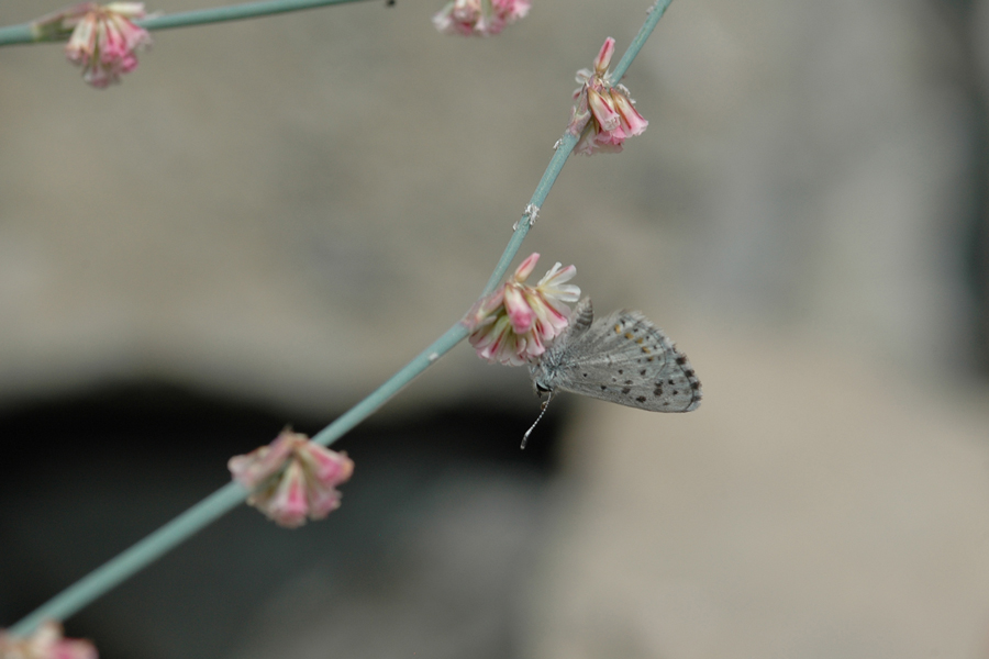 Eriogonum davidsoni