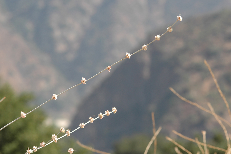 Eriogonum elongatum