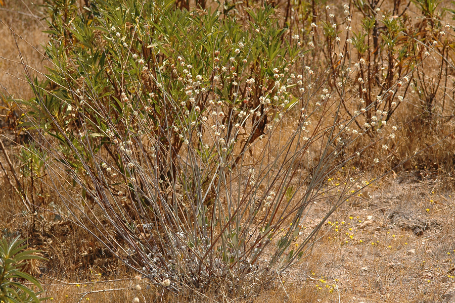 Eriogonum elongatum