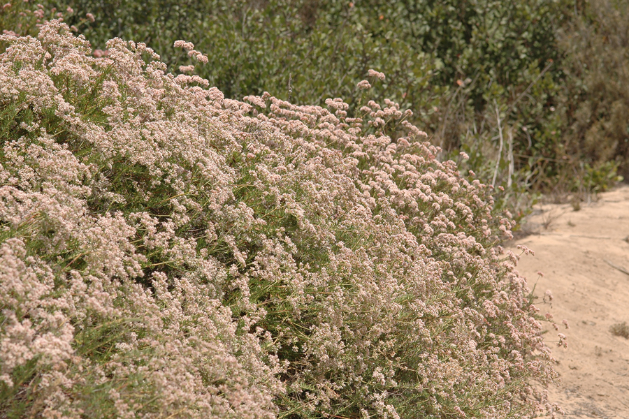 Eriogonum fasciculatum