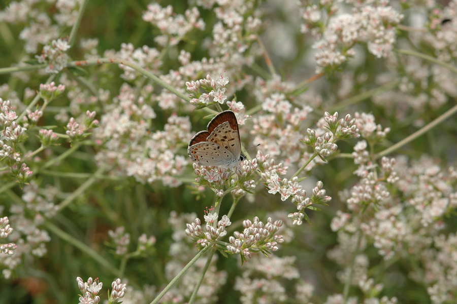 Eriogonum fasciculatum