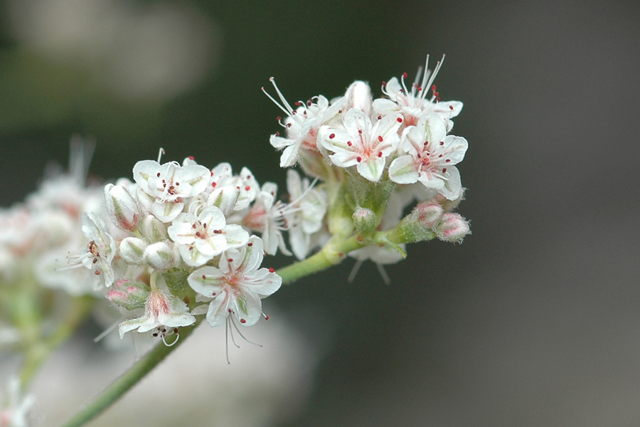 Eriogonum fasciculatum