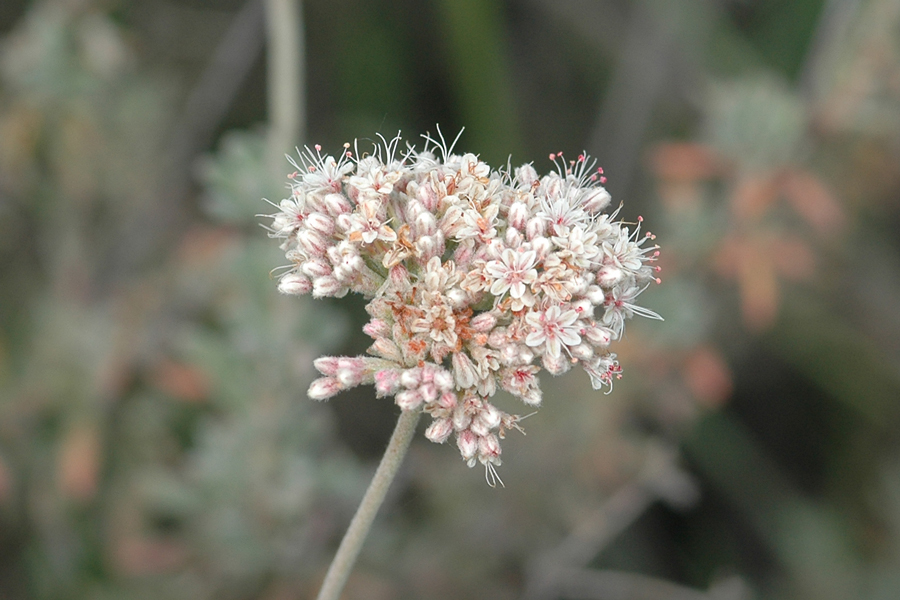 Eriogonum fasciculatum