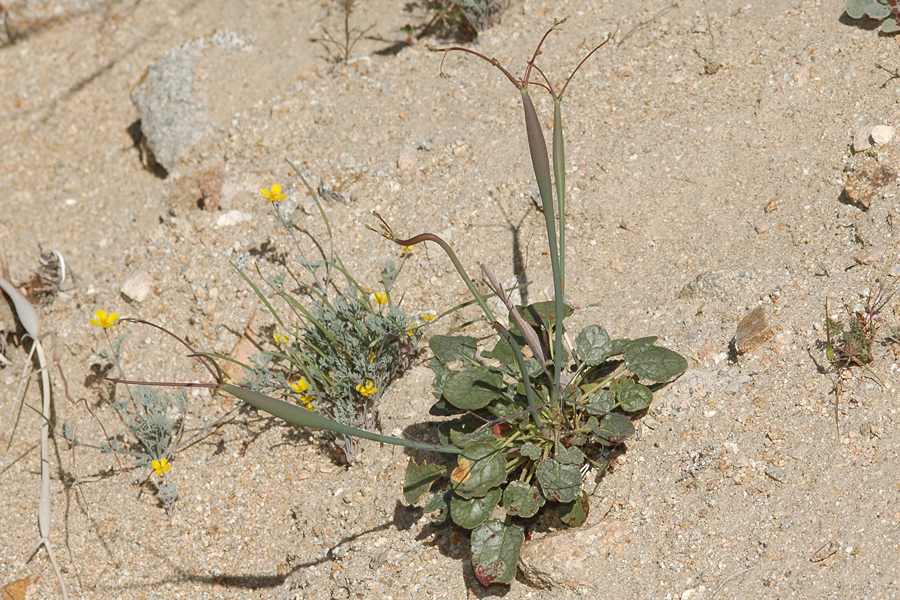 Eriogonum inflatum - Desert Trumpet