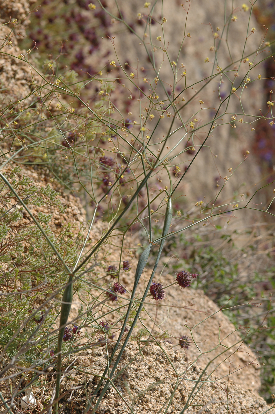 Eriogonum inflatum - Desert Trumpet