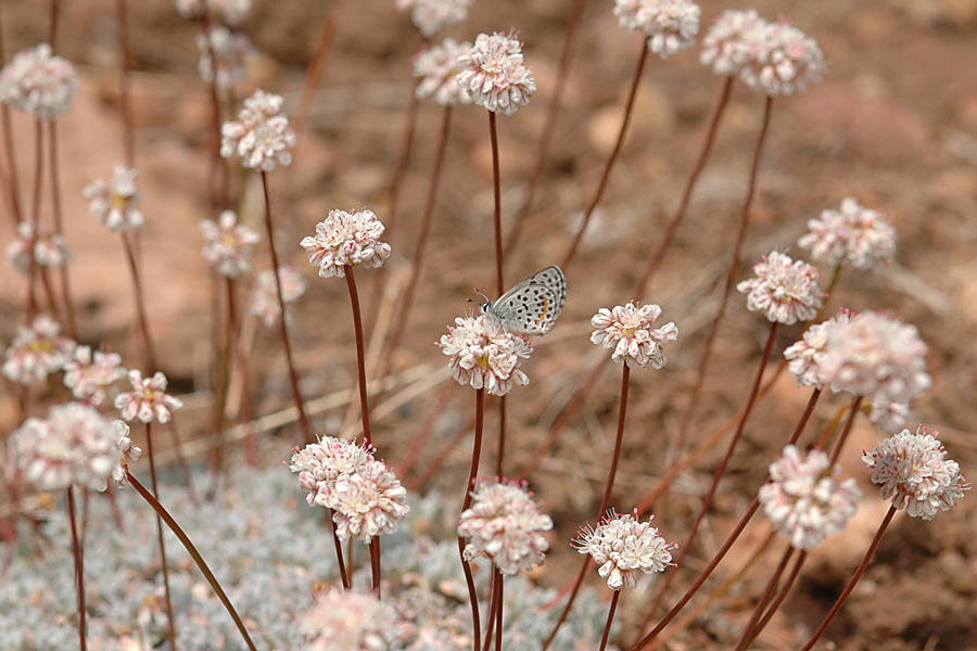 Eriogonum kennedyi