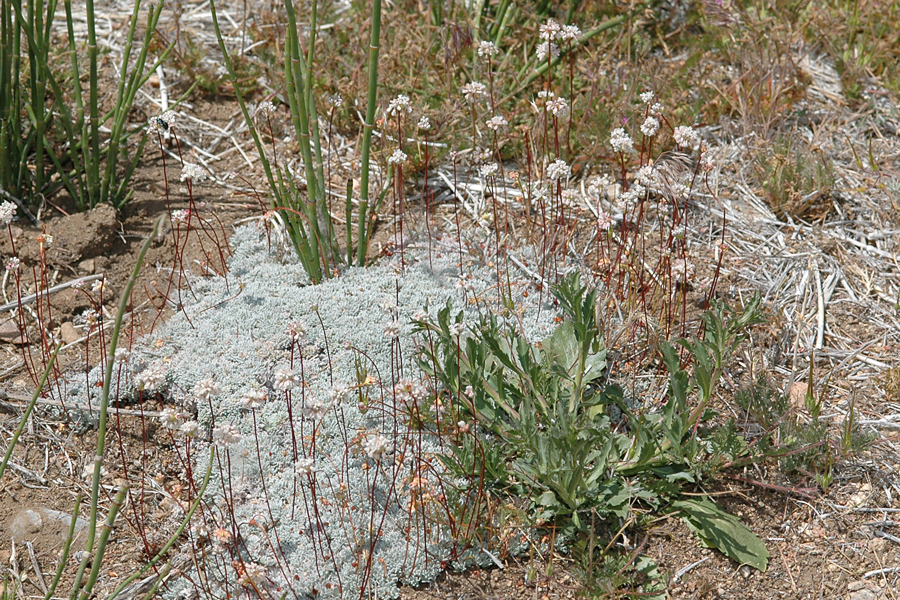 Eriogonum kennedyi