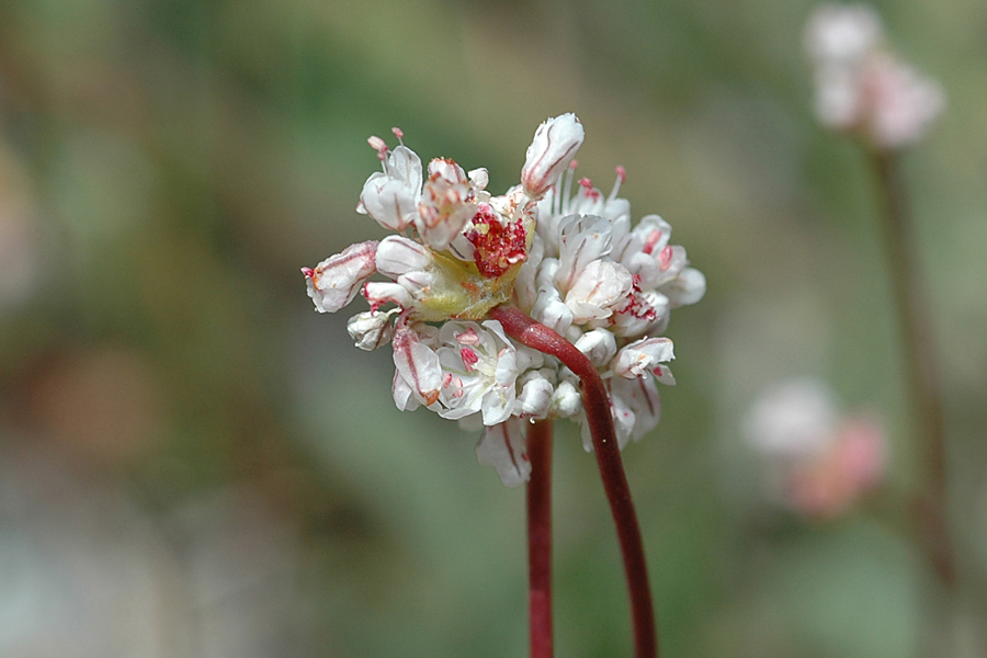 Eriogonum kennedyi