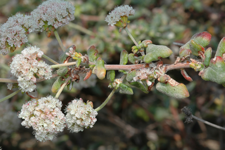 Eriogonum parvifolium