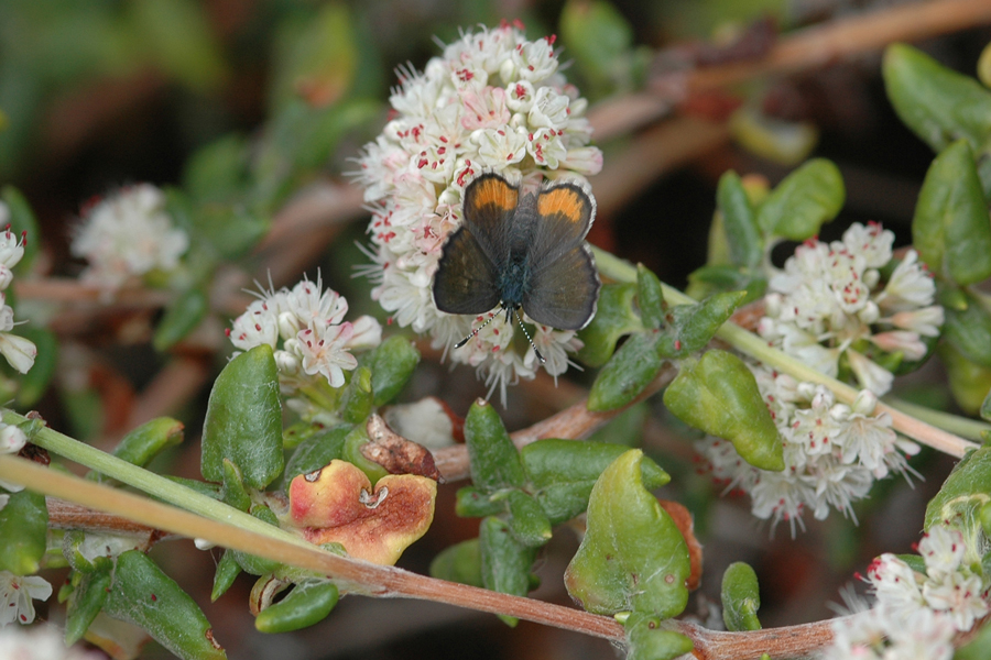 Eriogonum parvifolium