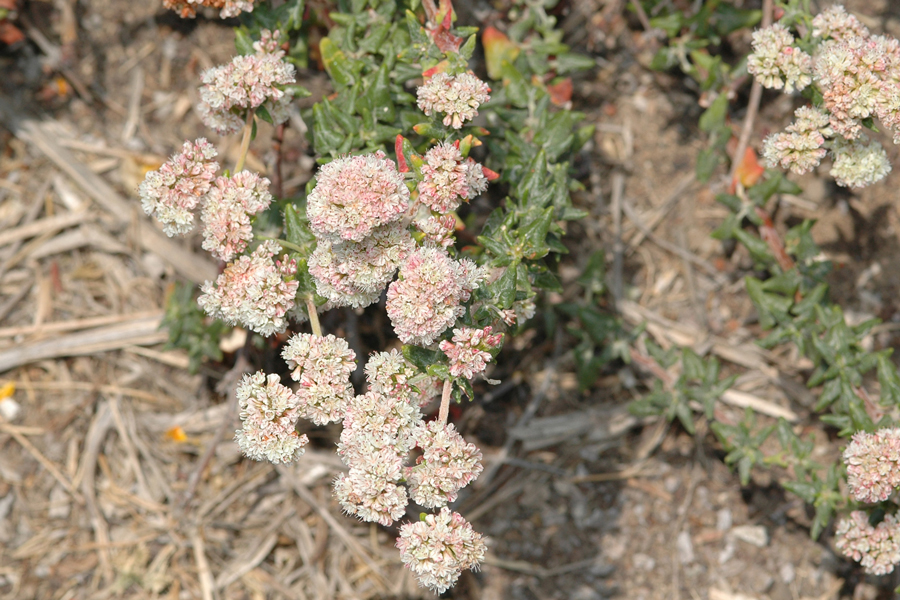 Eriogonum parvifolium