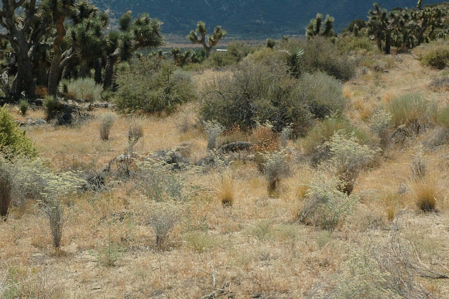 Eriogonum plumatella - Flat-top buckwheat in its habitat