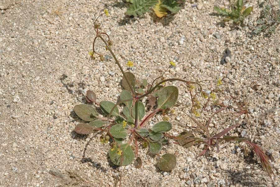 Eriogonum pusillum