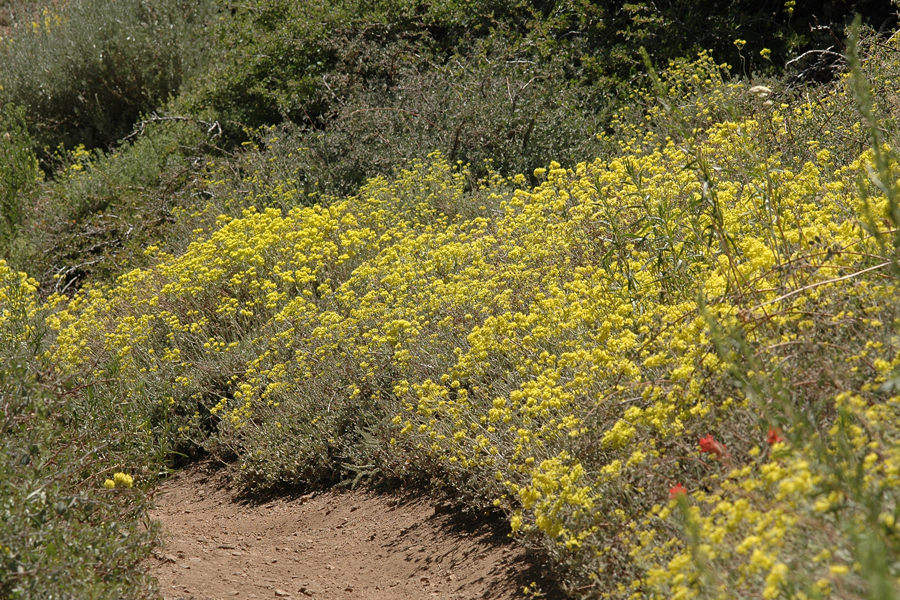 Eriogonum umbellatum
