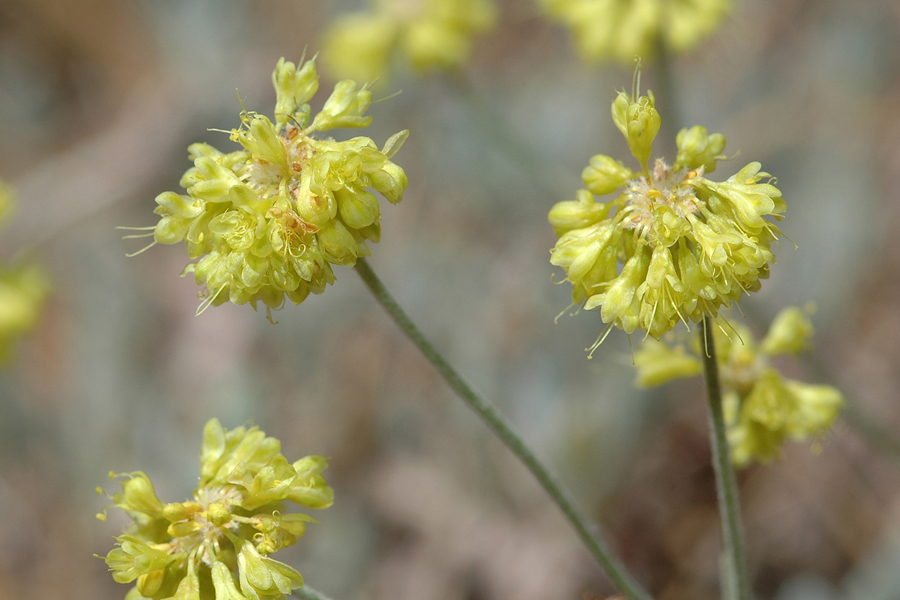 Eriogonum umbellatum