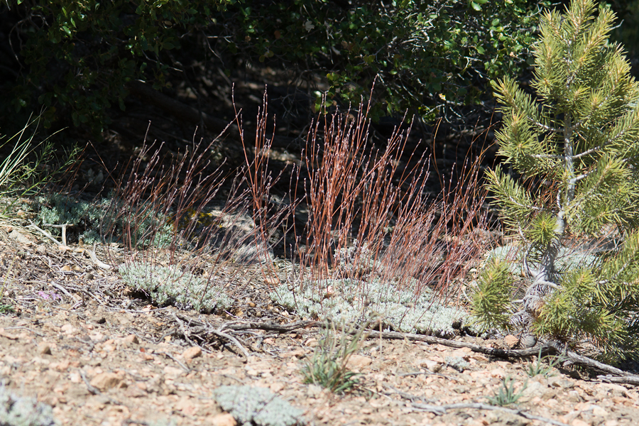 Eriogonum wrightii var subscaposum