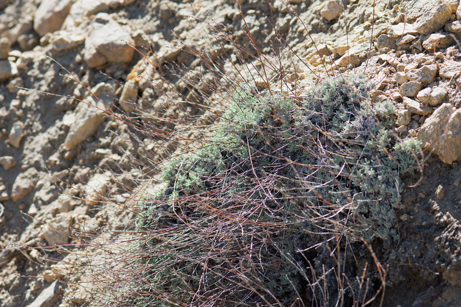 Eriogonum wrightii var subscaposum