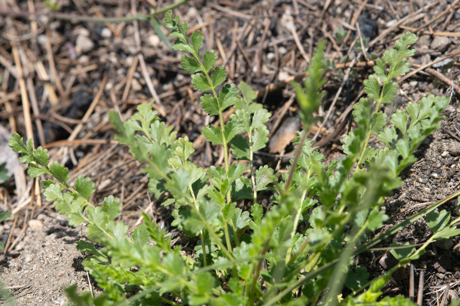 Horkelia clevelandii, larval food plant of the Laguna Mountain Skipper - Pyrgus ruralis lagunae