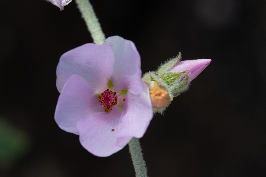 Photo of Malacothamnus fasciculatus, larval food plant of Heliopetes ericetorum