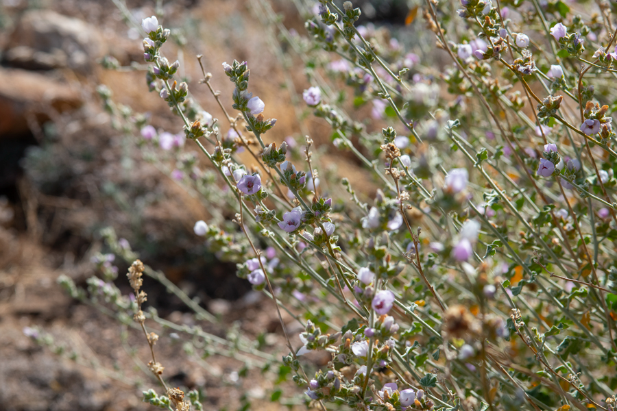 Photo of Malacothamnus fasciculatus, larval food plant of Heliopetes ericetorum