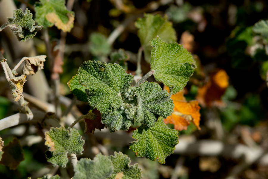 Photo of Malacothamnus fasciculatus, larval food plant of Heliopetes ericetorum