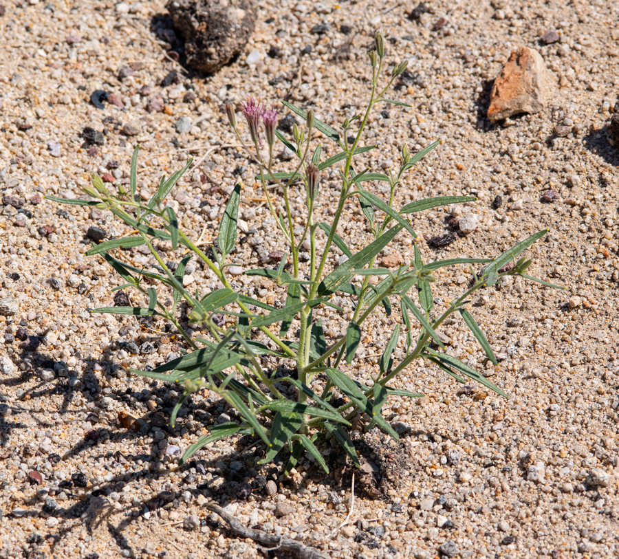 Palafoxia arida, Spanish needle, larval food plant of the Dainty Sulphur butterfly - Nathalis iole