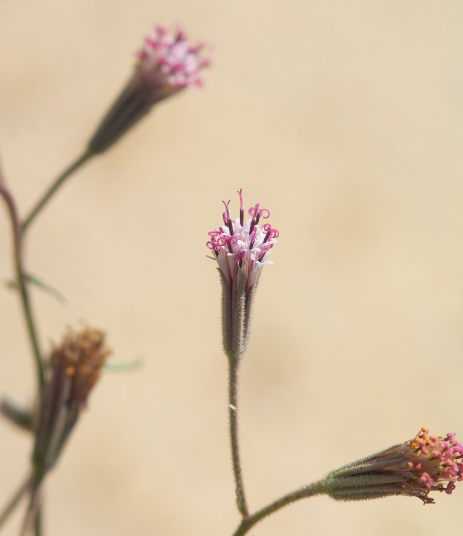 Palafoxia arida, Spanish needle, a larval food plant of the Dainty Sulphur butterfly - Nathalis iole