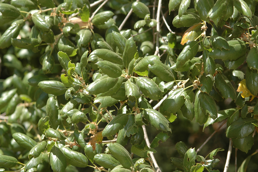 Coast Live Oak, Quercus agrifolia